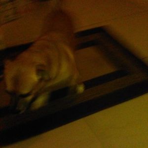 Meet your Posher, Phyllis